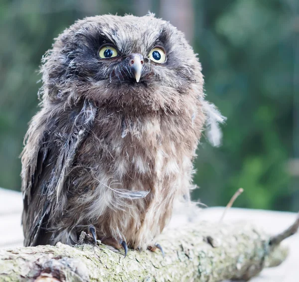 Young Boreal Owl on a tree branch. — Stock Photo, Image