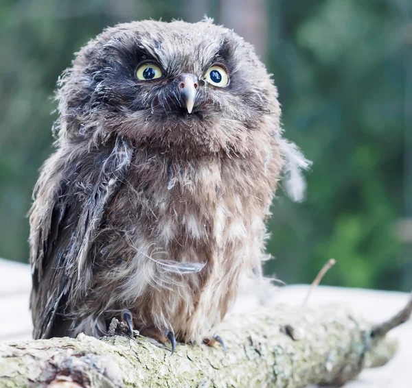 Young boreale Owl op een boomtak. Rechtenvrije Stockafbeeldingen