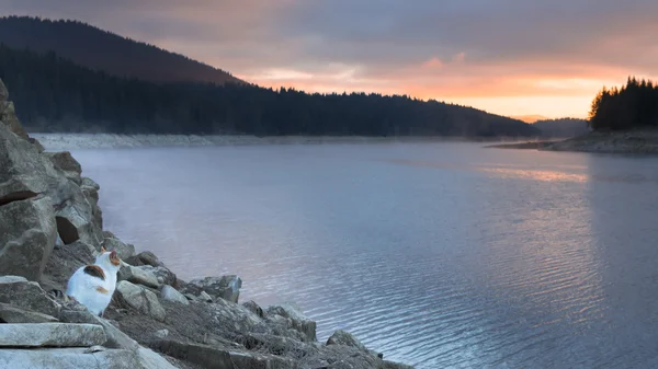 Cat sta fissando l'alba su un lago . — Foto Stock