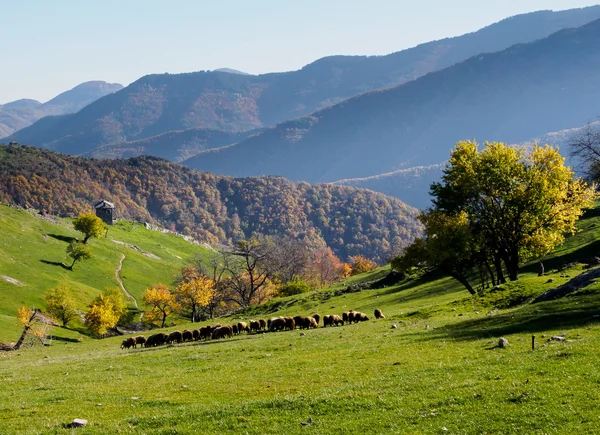 Stado owiec w górach bułgarski. — Zdjęcie stockowe