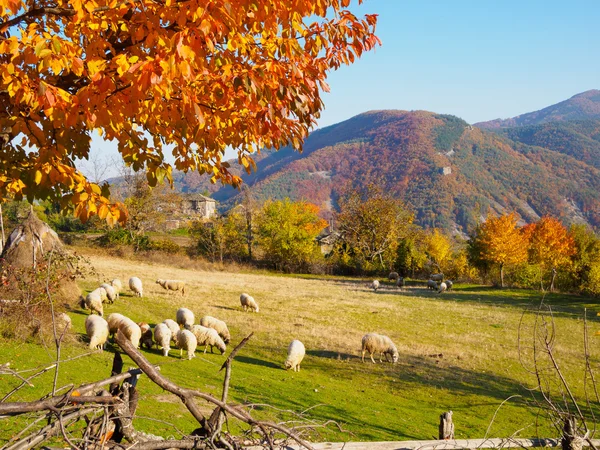 Stado owiec. Jesienna odsłona w bułgarskiej miejscowości. — Zdjęcie stockowe