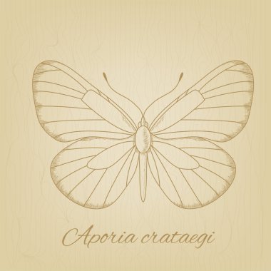 Vector sketch of a butterfly on the background texture of the old paper clipart