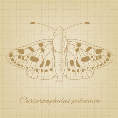 Bir kelebek arka plan doku eski kağıt üzerinde taslağını vektör