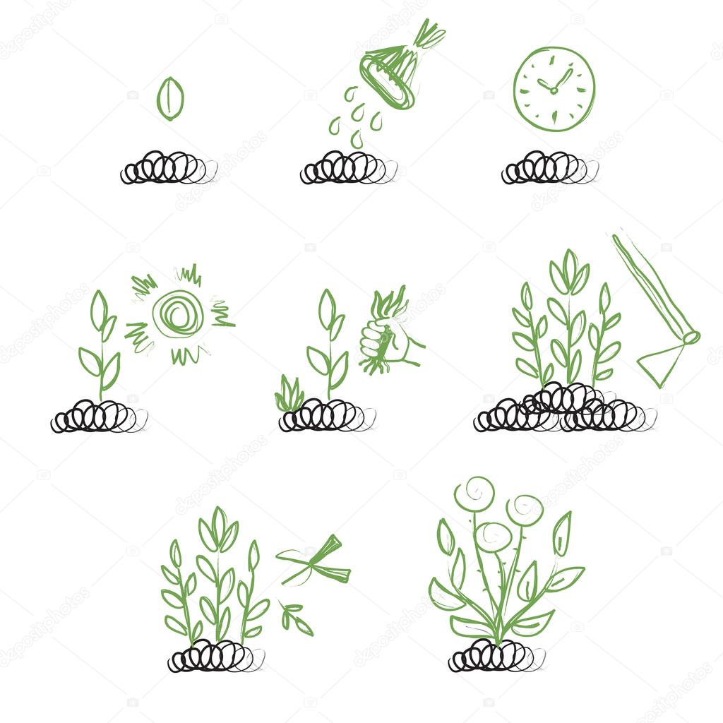 Sequence of growing a plant