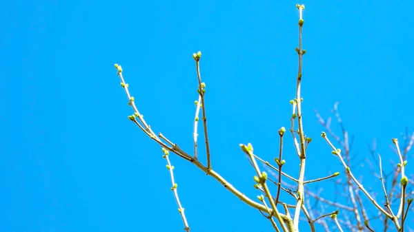 spring buds swell on the branches on a background the blue sky