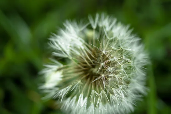 Diente de león blanco en el fondo borroso de rocío — Foto de Stock