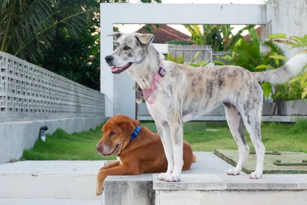 Dogs Наслаждаясь Днем Вместе — стоковое фото