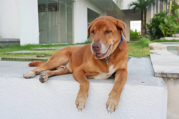 Öğleden Sonra Bir Köpeğin Portresi — Stok fotoğraf