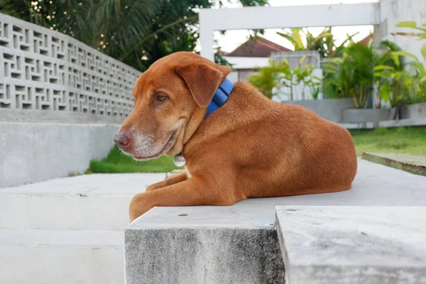 Portret Psa Południu — Zdjęcie stockowe