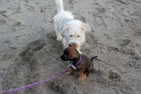 Kumsalda Birlikte Oynayan Iki Köpek — Stok fotoğraf