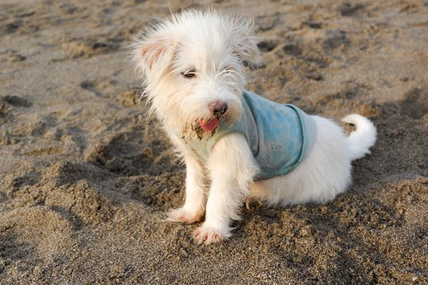 一只可爱的狗在沙滩上的沙地上休息 — 图库照片