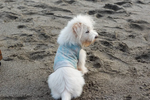 Słodki Pies Zrelaksować Się Piasku Plaży — Zdjęcie stockowe