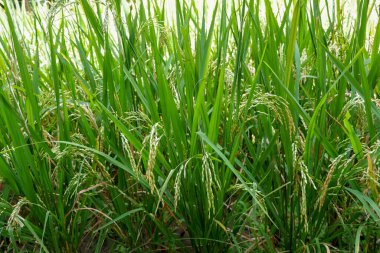 Sabah pirinç tarlasının portresi.