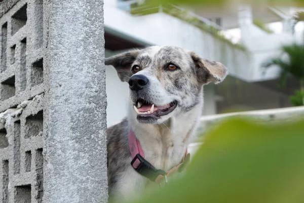 Portret Psa — Zdjęcie stockowe