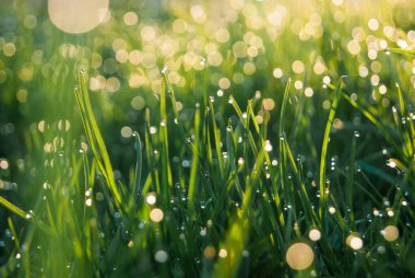Yumuşak sabah ışığında çiğ damlalarıyla yemyeşil çimenlerin yakınına. Güzel ışık efekti arka plan, sığ odak. Bahar çimlerinde taze sabah çiği