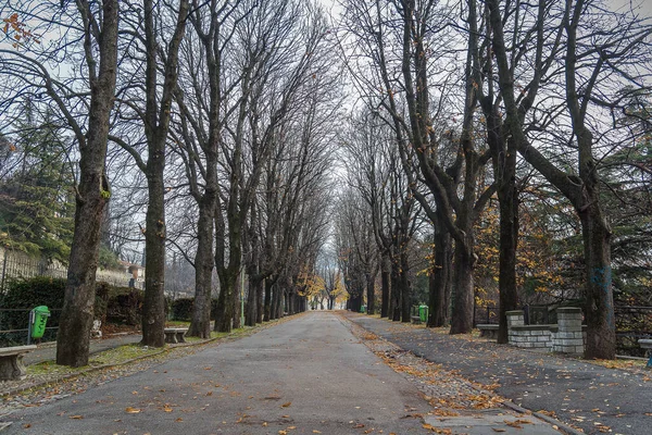 Sentiero con castagne piantate nel parco autunnale a novembre — Foto Stock