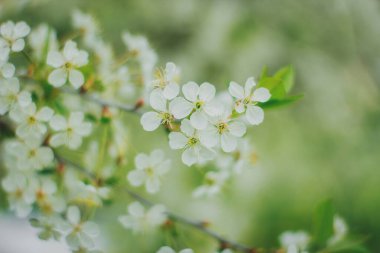Yeşil bahçede ilkbahar beyaz kiraz çiçekleri