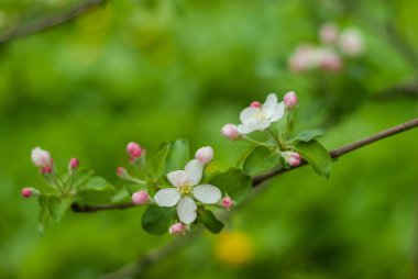 Baharda yeşil bahçede beyaz elma çiçek açar.