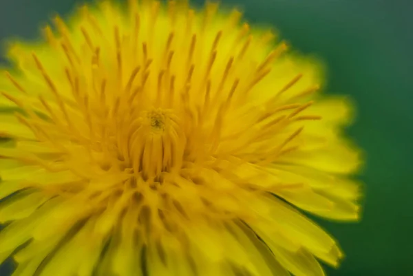 Close up yellow dandelion flower on a green background — Stock Photo, Image