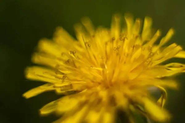 Close up yellow dandelion flower on a green background — Stock Photo, Image