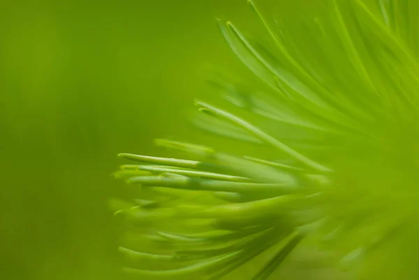 Fundo planta verde brilhante — Fotografia de Stock