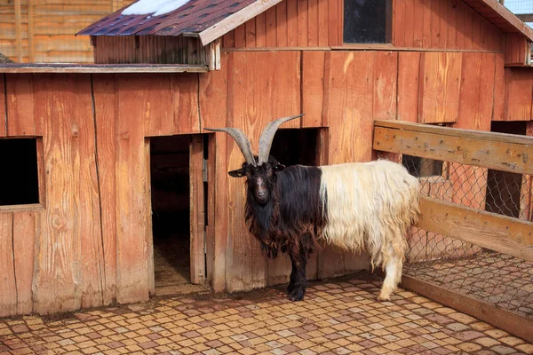 Shaggy black mountain goat — Stock Photo, Image