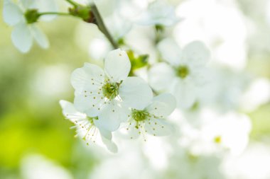 Yeşil bahçede ilkbahar beyaz kiraz çiçekleri