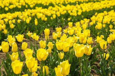 Sarı lale çiçeklerinden oluşan geniş bir tarla.