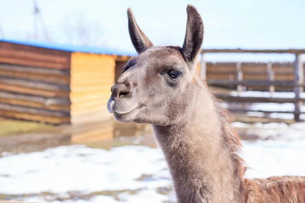 Lama glama on the farm with a wooden fence — Stock Photo, Image