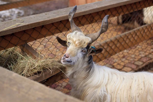 Shaggy white mountain goat eating — Stock Photo, Image