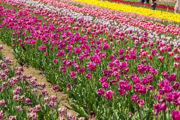 Groot veld van multi-gekleurde tulp bloemen — Stockfoto