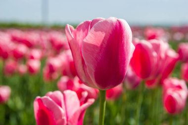 Güneşli bir bahar gününün ortasında bahçede açan kırmızı laleler.