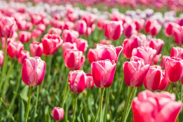 Field of red colored tulip flowers