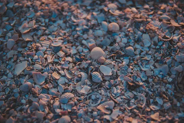 Proyectiles marinos en la playa durante la puesta del sol — Foto de Stock
