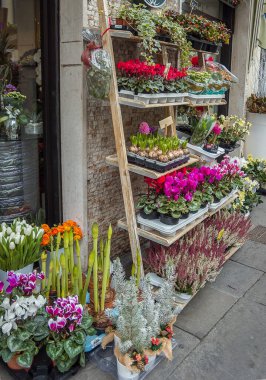 Brescia 'nın ortasında çiçekler olan tahta merdiven.
