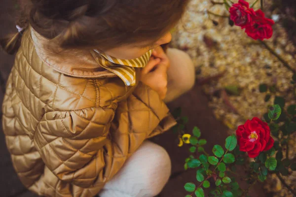 Uma menina cuidadosamente considerando o arbusto com rosas vermelhas no dia ensolarado de outono — Fotografia de Stock