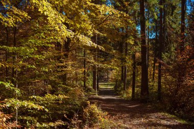 forest glade in sunny autumn day.