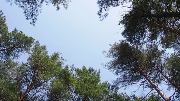 Fa ágak és levelek ellen, Blue Sky. — Stock videók