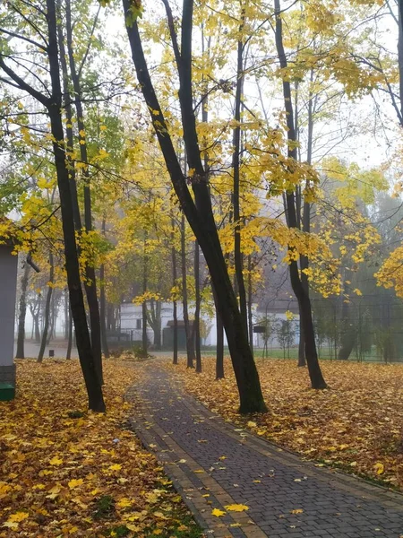 Mgła w jesiennym parku — Zdjęcie stockowe