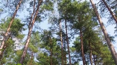 Ağaç dalları ve yaprakları mavi gökyüzü karşı.