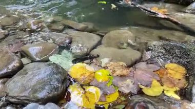 Temiz su, sarı ve kahverengi tonlarında canlı sonbahar yapraklarıyla çevrili pürüzsüz taşların üzerinden akar. Barışçıl ortam rahatlamayı ve doğayla bağlantıyı davet eder..