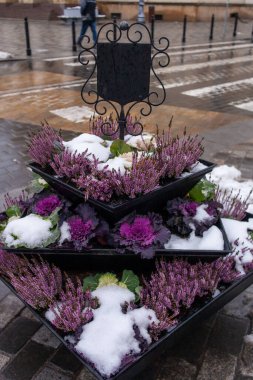Çiçek açan Erica bitkileri ve karla kaplı süslü lahana katmanlı bir saksı. Nefis bitkiler ve çiçeklerle dolu güzel bir kule..