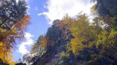 Uzun ağaçlar, sonbahar ormanlarında mavi gökyüzüne karşı parlak sarı yapraklar gösterir. Güneş ışığı dalların arasından süzülüp güzel bir doğa manzarası yaratır..