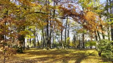 Ağaçlar uzun boylu ve ormanda parlak sarı yapraklarla dururlar. Yapraklar yeri kapladıkça güneş ışığı dalların arasından parlar. Sıcak öğleden sonranın tadını çıkar..