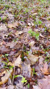 Ormandaki yaprakların arasından küçük çiçekler çıkar. Doğanın ilkbaharda uyandığı bu an mevsim değişimini yakalar..
