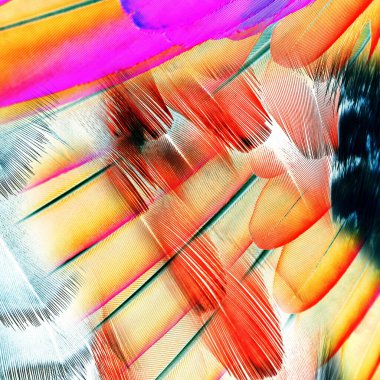 Karışık iz kalıpları, zincirli leopar deseni