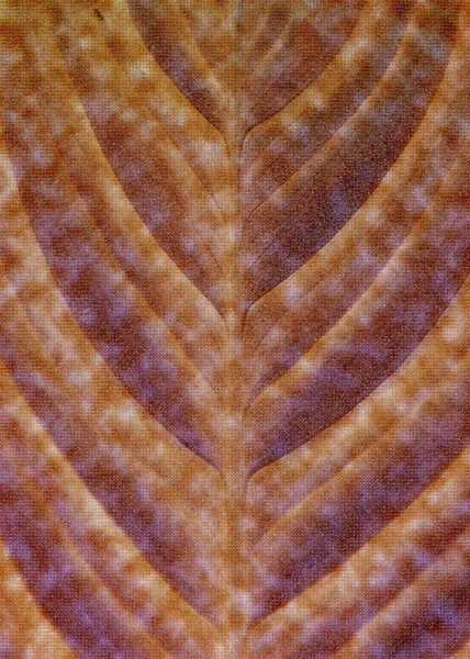 Nadruki Tekstylne Wzorce Mody Damskiej — Zdjęcie stockowe