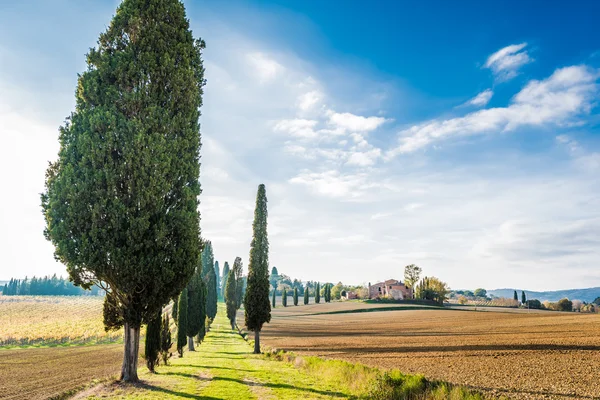 The campaign of Lucignano — Stock Photo, Image