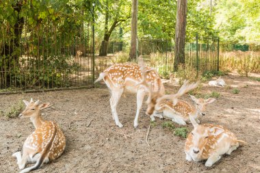 Geyik muhafaza içinde