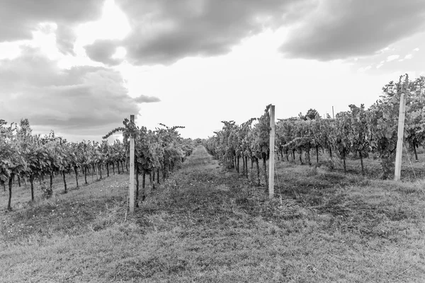 Bacchus, The clusters of grapes B&N — Stock Photo, Image